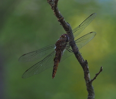 Pantala hymenaea
