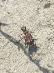 Cicindela hybrida