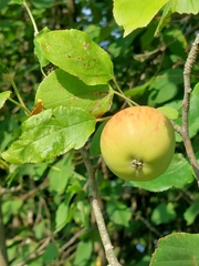 Malus sylvestris