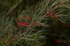 Grevillea
