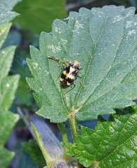 Liocoris tripustulatus
