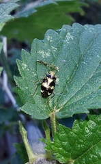 Liocoris tripustulatus