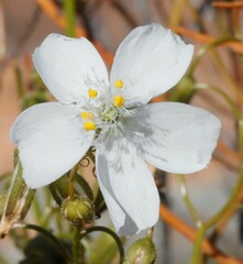 Drosera macrantha