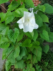 Ipomoea alba