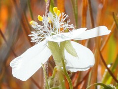 Drosera macrantha