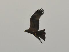 Milvus migrans parasitus