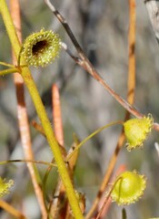Drosera macrantha