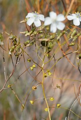 Drosera macrantha