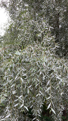 Salix alba