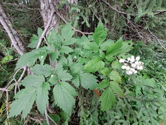 Actaea rubra neglecta