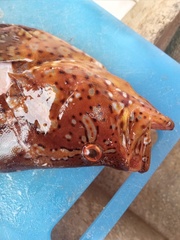Dermatolepis striolata