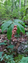 Maianthemum racemosum