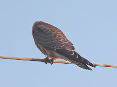 Falco vespertinus