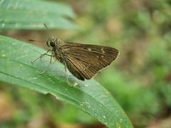 Pelopidas conjuncta