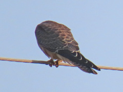 Falco vespertinus