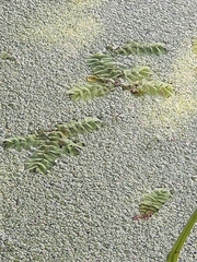 Salvinia natans