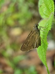 Pelopidas conjuncta