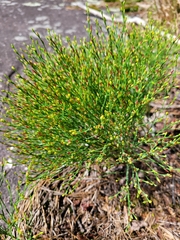 Hypericum gentianoides