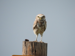 Athene cunicularia