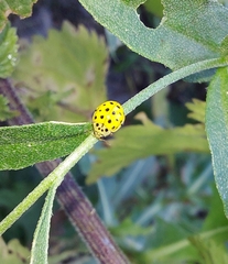 Psyllobora vigintiduopunctata