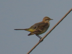 Motacilla flava