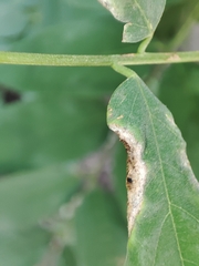 Obolodiplosis robiniae