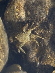 Pachygrapsus marmoratus