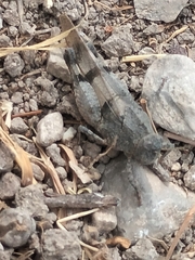 Oedipoda caerulescens