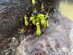 Nepenthes gracilis