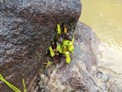 Nepenthes gracilis