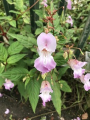Impatiens glandulifera