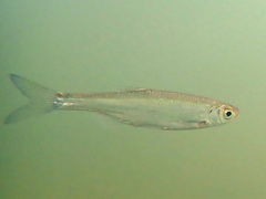 Alburnus alburnus