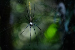 Nephila pilipes
