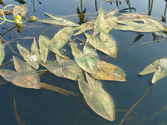 Sagittaria sagittifolia