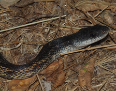 Pantherophis obsoletus