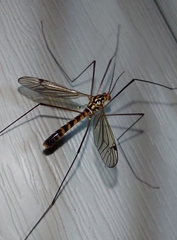 Nephrotoma