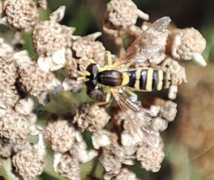 Sphaerophoria scripta