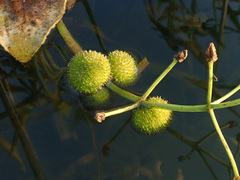 Sagittaria sagittifolia