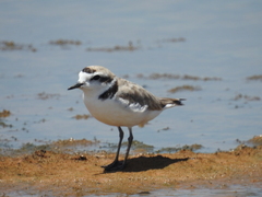 Charadrius nivosus