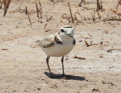 Charadrius nivosus