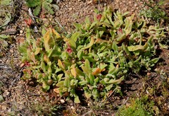 Cleretum papulosum