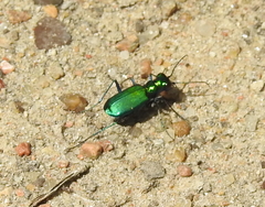 Cicindela sexguttata