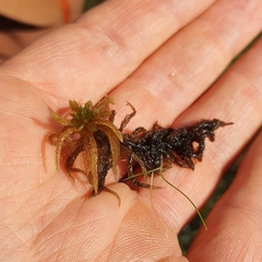 Sphagnum teres