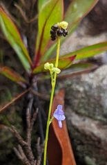 Utricularia caerulea