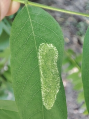 Macrosaccus robiniella