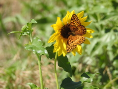 Euptoieta claudia