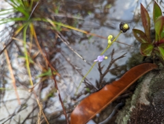 Utricularia caerulea