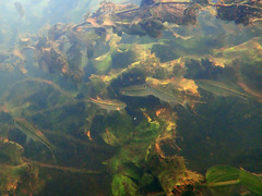 Alburnoides bipunctatus