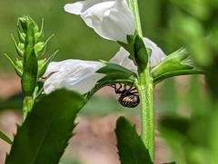Murgantia histrionica