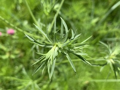Eryngium